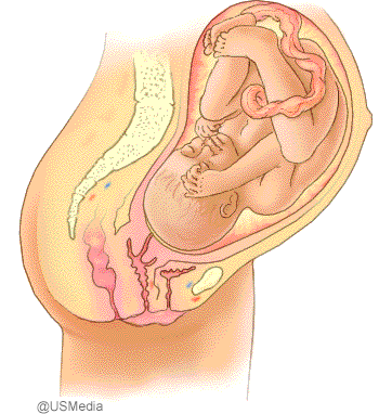 Entwicklung des ungeborenen Babys in der 37 bis 40 Schwangerschaftswoche
