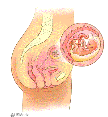 Entwicklung des ungeborenen Babys in der 13 bis 16 Schwangerschaftswoche