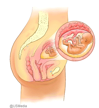 Entwicklung des ungeborenen Babys in der 17 bis 20 Schwangerschaftswoche