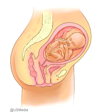 Entwicklung des ungeborenen Babys in der 21 bis 24 Schwangerschaftswoche