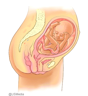 Entwicklung des ungeborenen Babys in der 25 bis 28 Schwangerschaftswoche