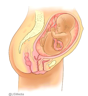 Entwicklung des ungeborenen Babys in der 29 bis 32 Schwangerschaftswoche