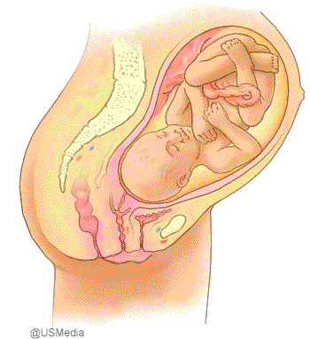 Entwicklung des ungeborenen Babys in der 33 bis 36 Schwangerschaftswoche