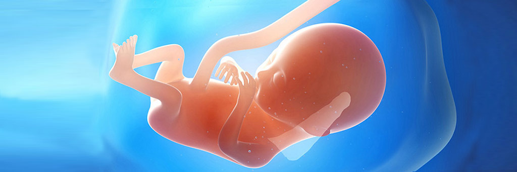 Die Entwicklung des ungeborenen Babys