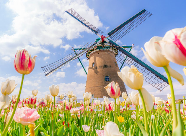 Wiese mit Tulpen und Windmühle