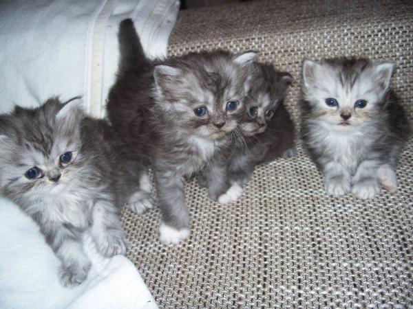 Bild zu Achja, die Katzenbabies - Vornamen fürs Baby - Tipps und Ideen