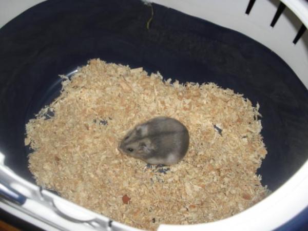 Bild zu Ich bauche tiernamen...hab keinen Plan mehr..... - Vornamen fürs Baby - Tipps und Ideen