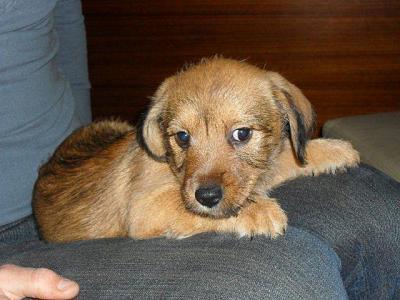 Bild zu Hundename - noch weitere Ideen? - Vornamen fürs Baby - Tipps und Ideen