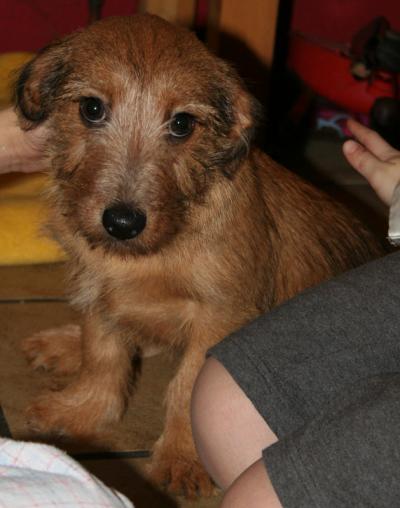 Bild zu Hundename - danke für eure tollen Vorschläge, Emily25, Kikilotta und Co.! - Vornamen fürs Baby - Tipps und Ideen