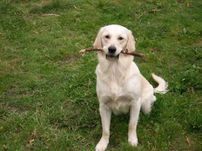 Bild zu Wer hilft mir bei Name für Golden Retriever Welpen? - Vornamen fürs Baby - Tipps und Ideen