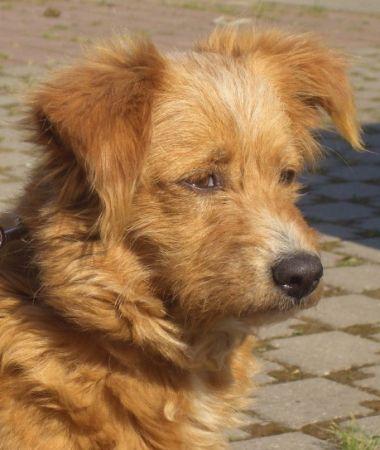 Bild zu Ergebnis von "Name the dog" + Foto - Vornamen fürs Baby - Tipps und Ideen