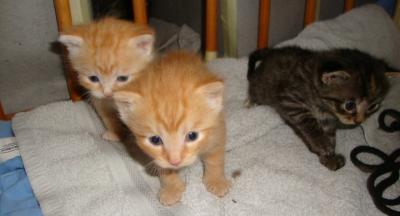 Bild zu Jetzt wirds ernst - wir suchen zwei Katzennamen :))) - Vornamen fürs Baby - Tipps und Ideen