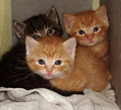 Bild zu Wir haben Namen gefunden...oder Nemosalie *g* - Vornamen fürs Baby - Tipps und Ideen