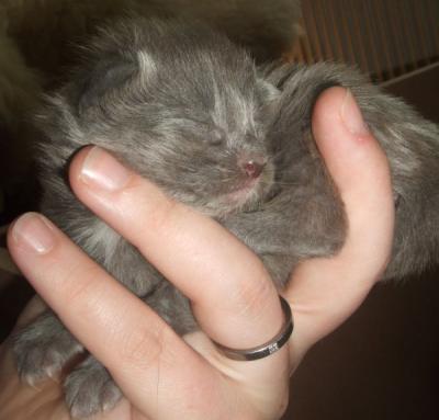 Bild zu Name für blaues Maine Coon Kätzchen (w) gesucht! - Vornamen fürs Baby - Tipps und Ideen