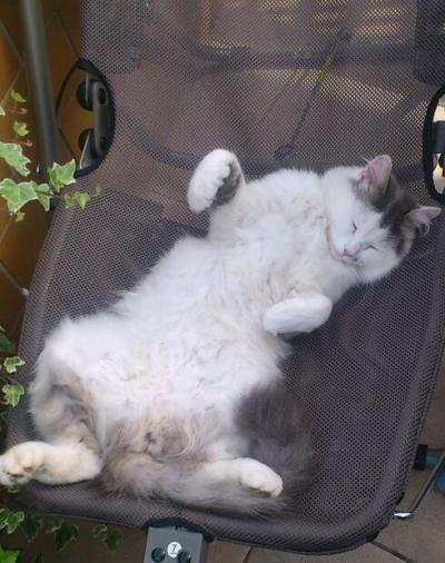 Bild zu Katzen Namen gesucht :-) - Vornamen fürs Baby - Tipps und Ideen