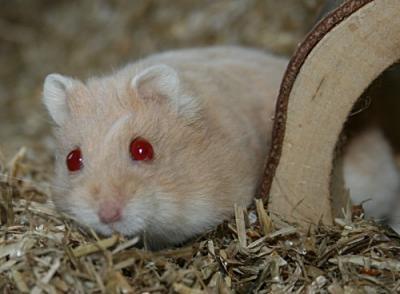 Bild zu Und noch ein Name wird gesucht für einen rötlichen Hamster - Vornamen fürs Baby - Tipps und Ideen