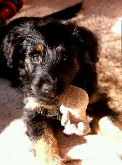 Bild zu Name für Rüde - Vornamen fürs Baby - Tipps und Ideen