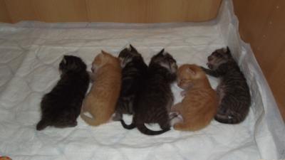 Bild zu Her mir euren Lieblingskatzennamen - Vornamen fürs Baby - Tipps und Ideen