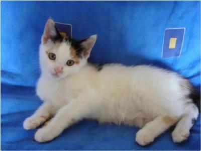 Bild zu Name für Glückskätzchen, auch ok? - Vornamen fürs Baby - Tipps und Ideen