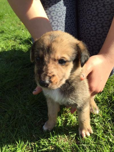 Bild zu Hundenamen - Vornamen fürs Baby - Tipps und Ideen