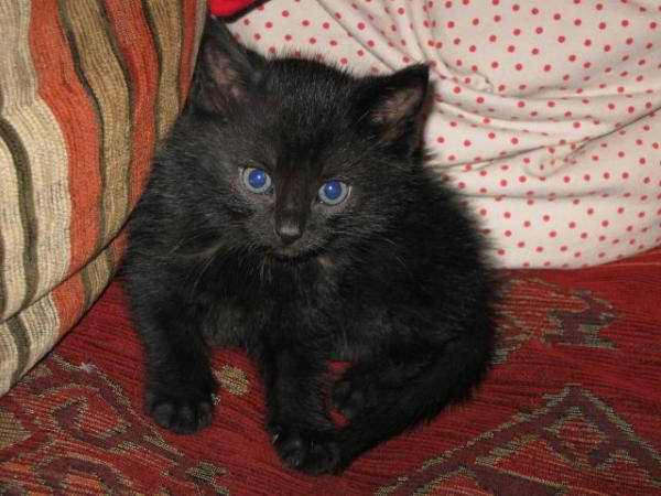 Bild zu Schaut mal, tierischer Nachwuchs:-) - Schwanger - wer noch? Rund um die Schwangerschaft