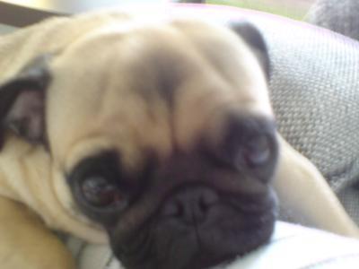 Bild zu mein mops ist mir zuvorgekommen:-) - Schwanger - wer noch? Rund um die Schwangerschaft
