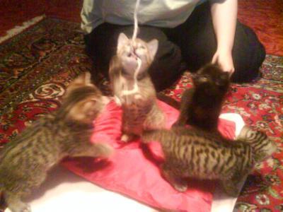 Bild zu Off Topic: Kitten suchen ein Zuhause - Schwanger - wer noch? Rund um die Schwangerschaft
