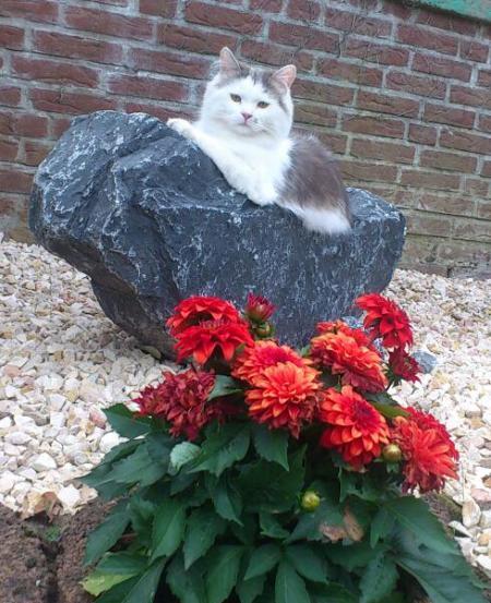 Bild zu