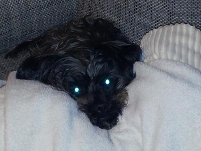 Bild zu Ich soll meinen Hund weggeben.. :-( - Schwanger - wer noch? Rund um die Schwangerschaft