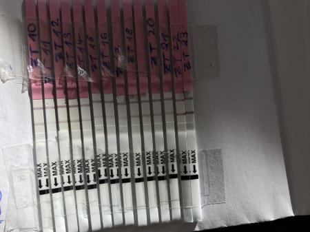 Bild zu Eisprung nach FG - Schwanger - wer noch? Rund um die Schwangerschaft