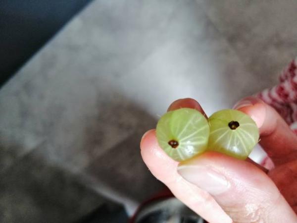 Bild zu Stachelbeeren - Schwanger - wer noch? Rund um die Schwangerschaft
