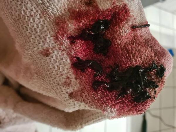 Bild zu Blutung in der 11 ssw. VORSICHT MIT BILD !!! - Schwanger - wer noch? Rund um die Schwangerschaft