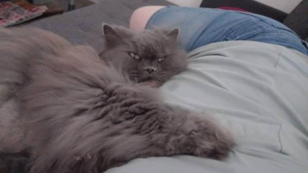 Bild zu Katzen weichen mir nicht mehr von der Seite - Schwanger - wer noch? Rund um die Schwangerschaft
