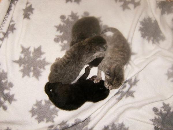 Bild zu Hier die Babyfotos - Kinderwunsch - bitte noch ein Baby