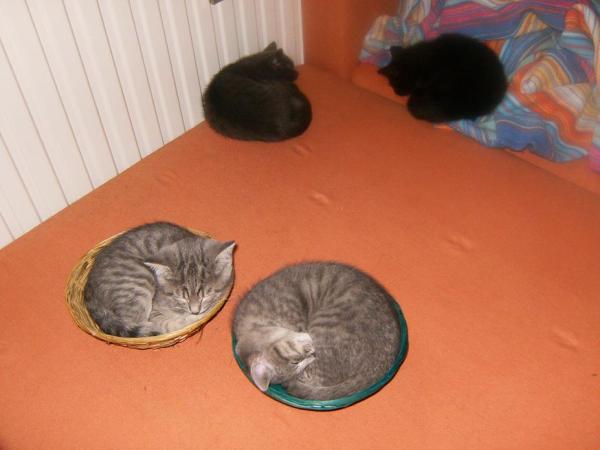 Bild zu wer sich noch an meine Kitten erinnern kann..... - Kinderwunsch - bitte noch ein Baby