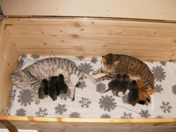 Bild zu Hier mal was zum ablenken!! @ alle - Kinderwunsch - bitte noch ein Baby