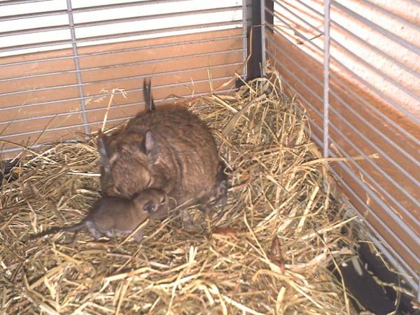 Bild zu Wie versprochen die Bilder - Kinderwunsch - bitte noch ein Baby