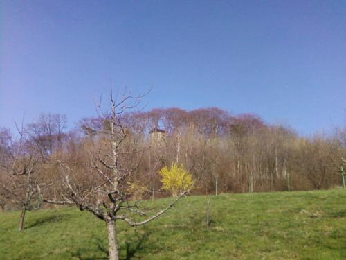 Bild zu 