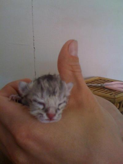 Bild zu Meine Katze hat entbunden!!! - Kinderwunsch - bitte noch ein Baby