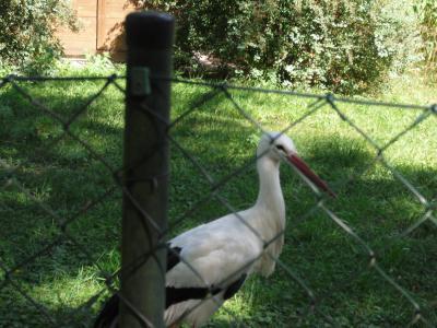 Bild zu Bestellung beim Klapperstorch abgegeben !!! - Kinderwunsch - bitte noch ein Baby