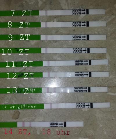 Bild zu ovulation tests - Kinderwunsch - bitte noch ein Baby