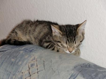 Bild zu 