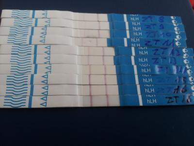 Bild zu wie lange ovulationstest positiv? - Kinderwunsch - bitte noch ein Baby