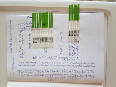 Bild zu HILFE. ovulationstest und orakel.. Wer weiss mehr... - Kinderwunsch - bitte noch ein Baby