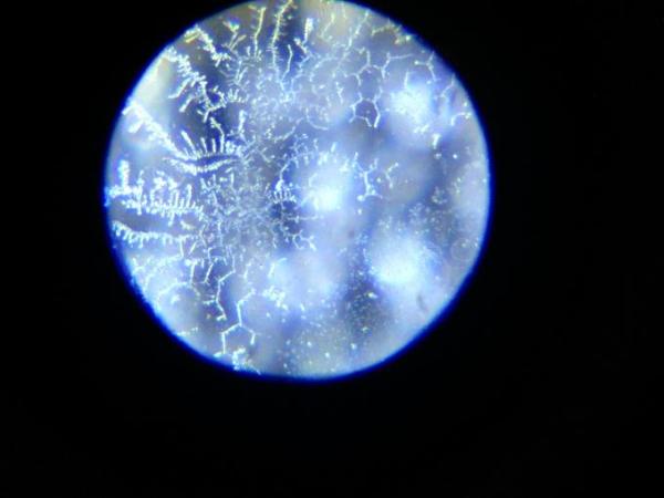 Bild zu Farnkraut - meine neue Erfahrung - Kinderwunsch - bitte noch ein Baby