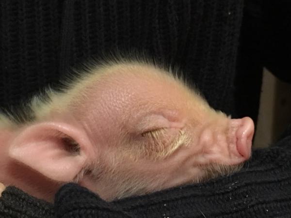 Bild zu Von Bienchen und Schweinchen - Kinderwunsch - bitte noch ein Baby