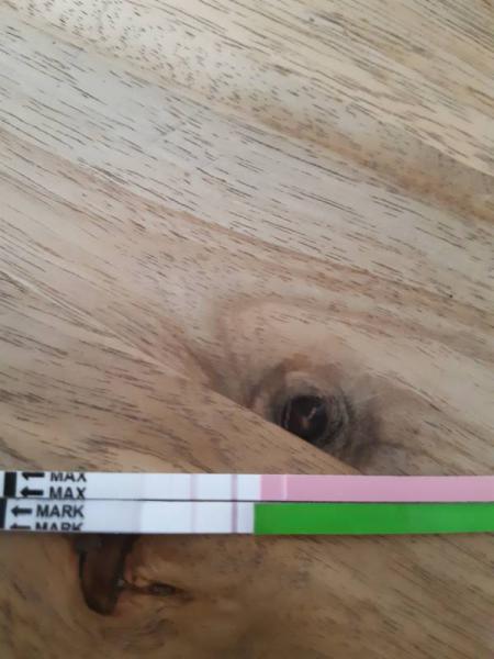 Bild zu Auswertung Ovutest - Kinderwunsch - bitte noch ein Baby