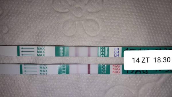 Bild zu Ovulationstest nach FG - Kinderwunsch - bitte noch ein Baby