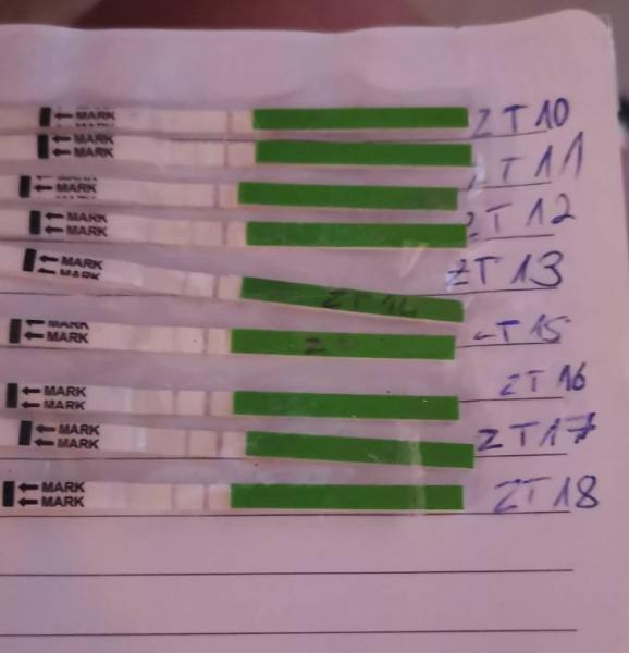 Bild zu Es schon gewesen? Ovu-Tests - Kinderwunsch - bitte noch ein Baby