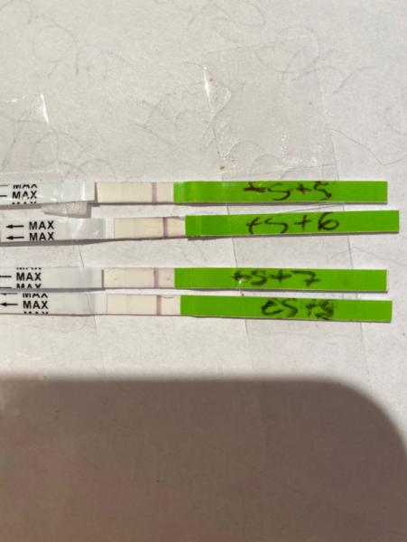 Bild zu Orakeln mit OVU Tests - Kinderwunsch - bitte noch ein Baby